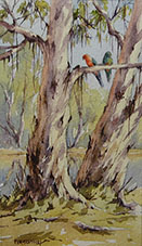 King Parrots